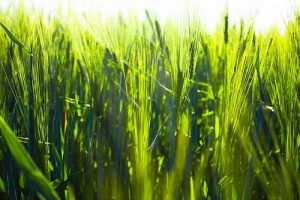畑